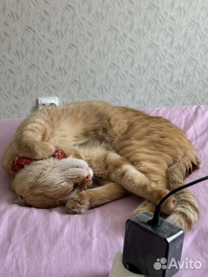 Передержка домашних животных