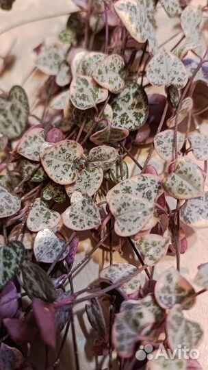 Церопегия вуда вариегатная