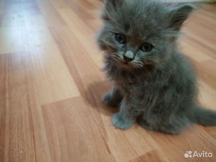 Кошки в добрые руки бесплатно