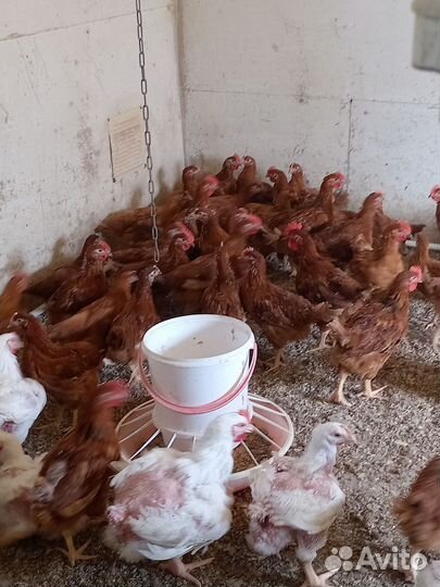 Куры молодки