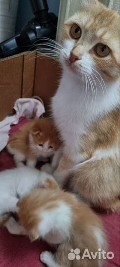 Котята в добрые руки
