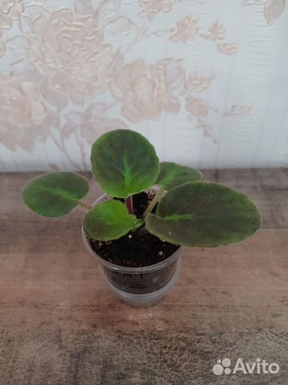 Сортовые фиалки,укор.черенки