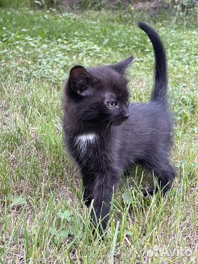 Котенок 1,5 мес