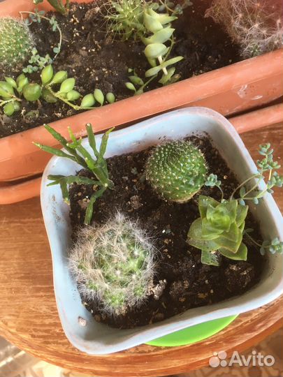 Кактусы и другие цветы