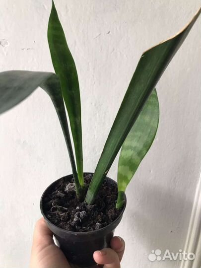 Комнатные цветы