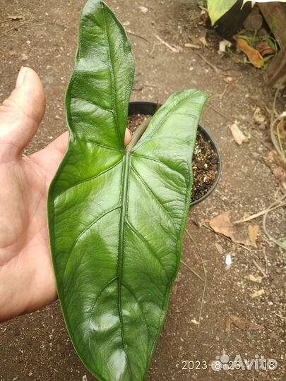 Алоказии разные