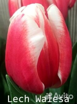 Срезка тюльпанов к 8