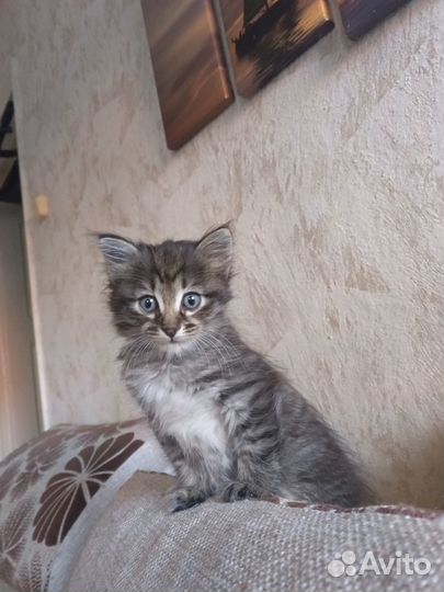 Сибирские котята