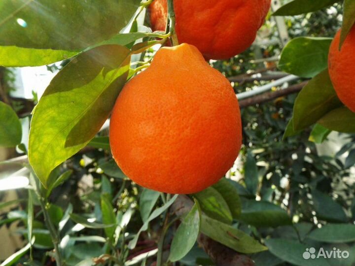 Танжело Минеола и Ва9,Мандарины, Помело и др