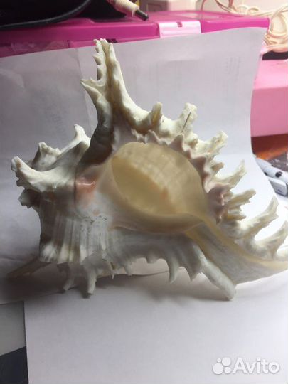 Ракушка редкая морская белая