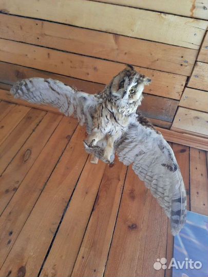 Чучело совы