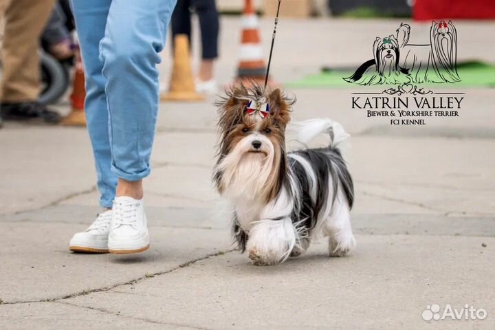 Бивер вязка