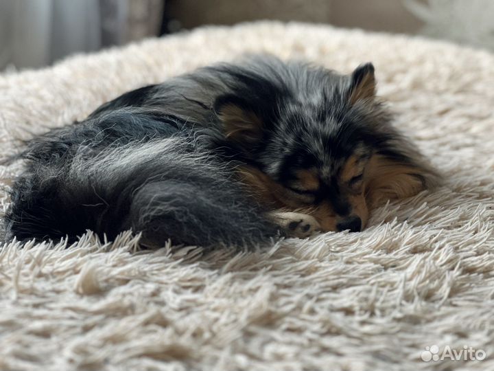 Померанский шпиц вязка кобель