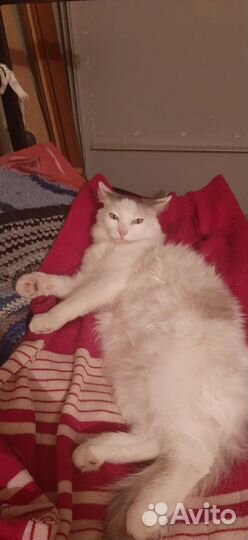 Котёнок Пушок ищет дом