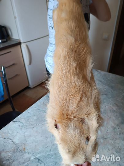 Андатра цельная