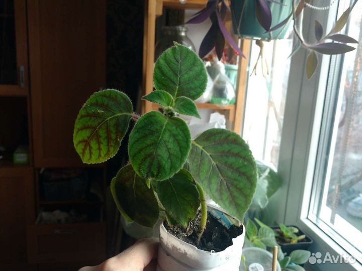 Эписции, корелия 50 р