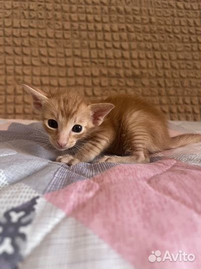 Ориентальные котята
