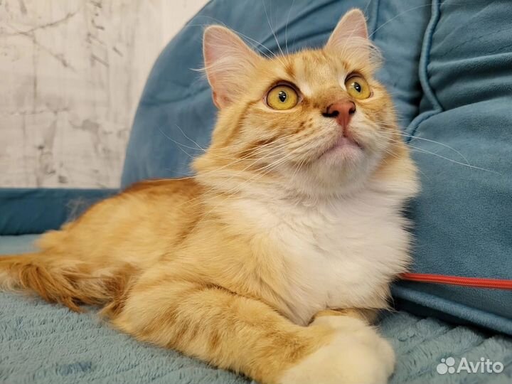 Рыжий кот в добрые руки