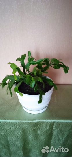 Комнатные цветы