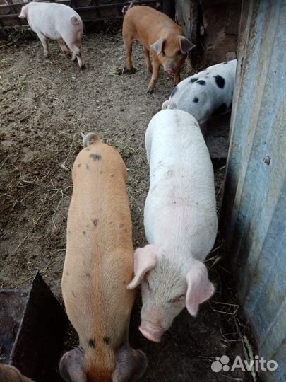 Дать объявление