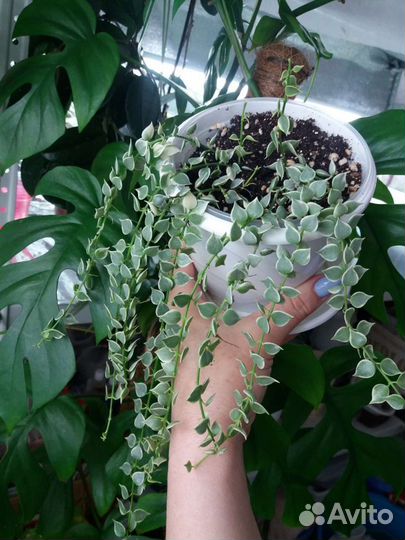 Дисхидия русифолия вар, нумулярия вар, клейстанта