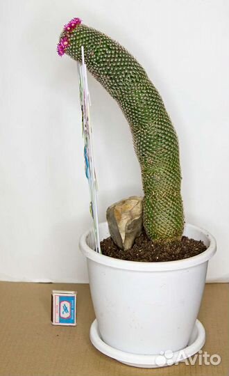 Большой кактус Mammillaria spinosissima