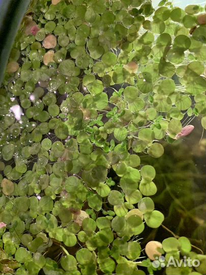 Обмен Растение Ряска и Пистия