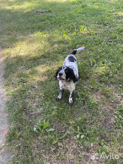 Русский спаниэль для вязки