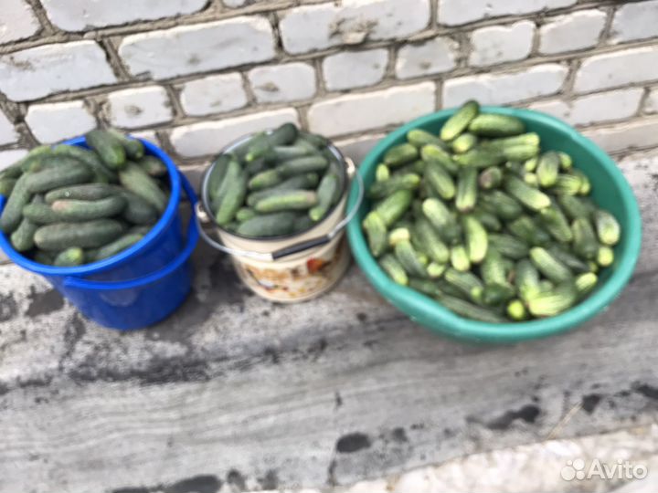 Огурцы свежие