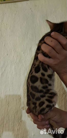 Бенгальская