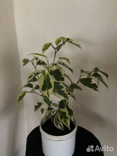 Фикус бенджамина Голден кинг