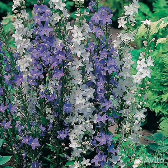 Многолетние садовые цветы