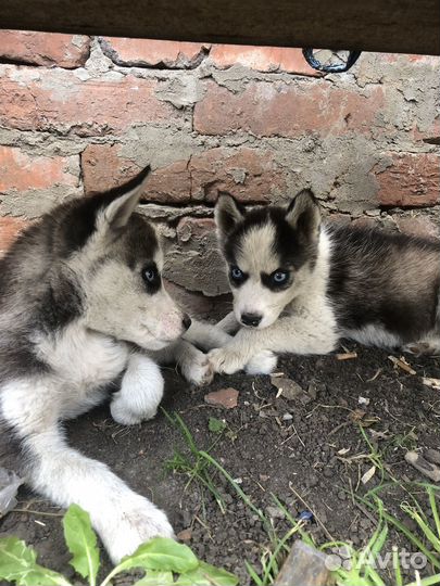Щенки хаски