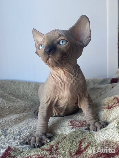 Канадский сфинкс котята