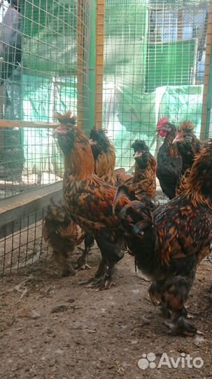 Петухи молодые Павловская золотистая