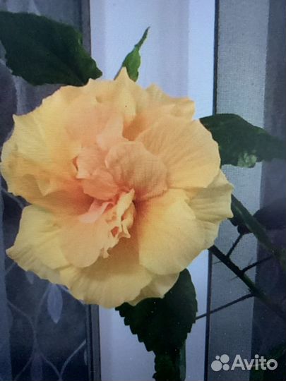 Сортовые гибискусы