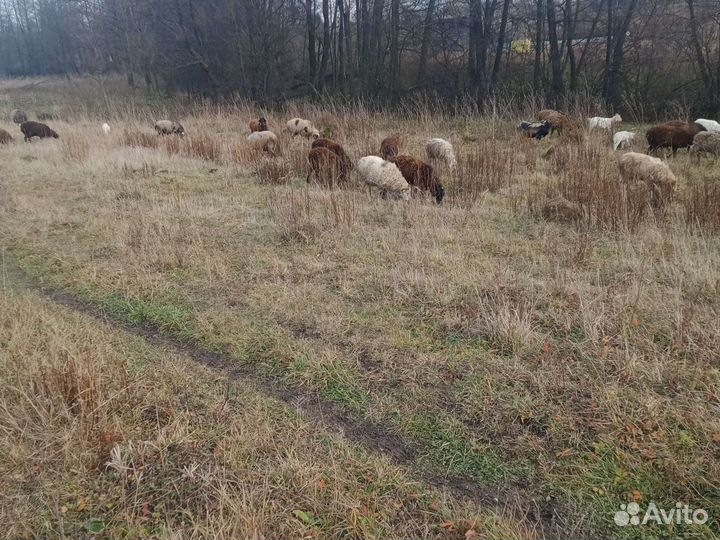 Овцы бараны