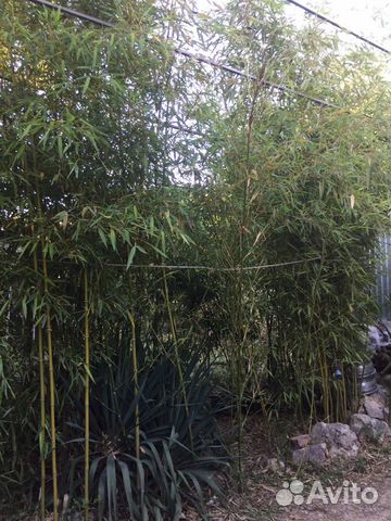 Бамбук, живая изгородь