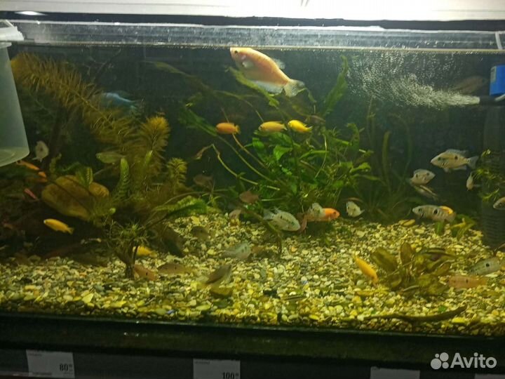 Аквариумные рыбки