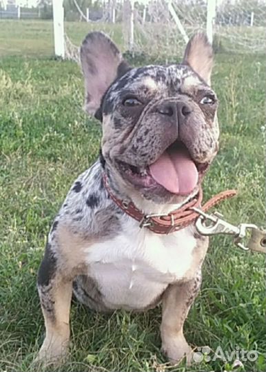 Орхидея девочка 2 года