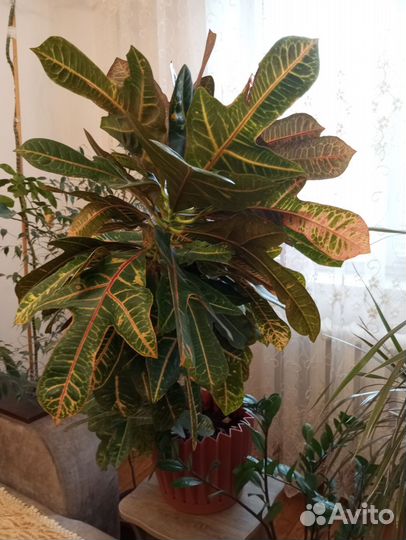 Цветы комнатные