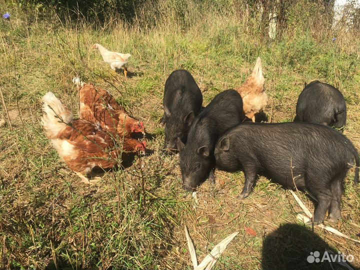 Продается мини пиги