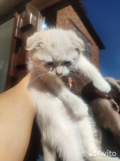 Котята в добрые руки. бесплатно