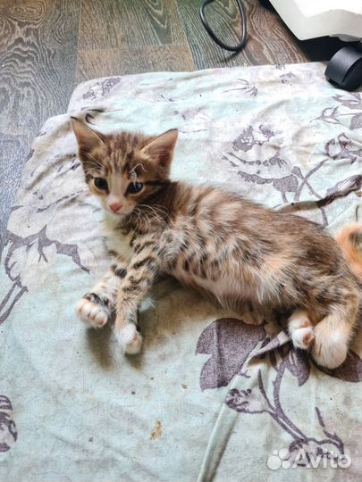 Отдам котёнка в добрые руки