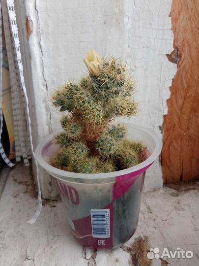 Кактус цветущий