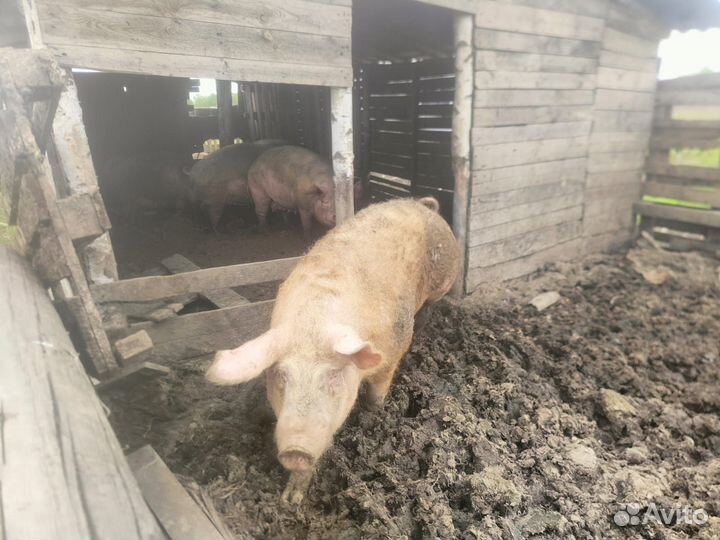 Свиньи поросята хряки