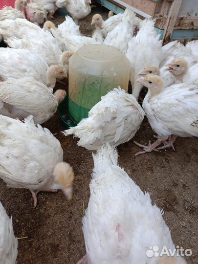 Мясо домашней индейки