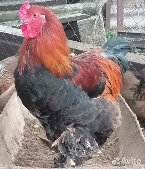 Молодые петухи