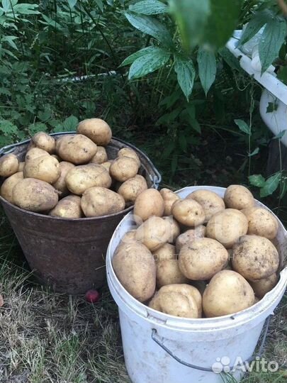 Продам Картофель Едовой