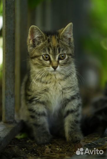 Котенок живет на теплотрассе, нужна семья